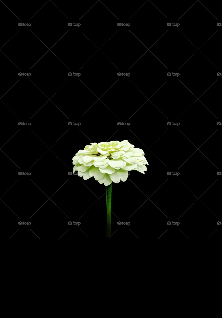 Flower wallpaper for mobile phones and Desktop.
