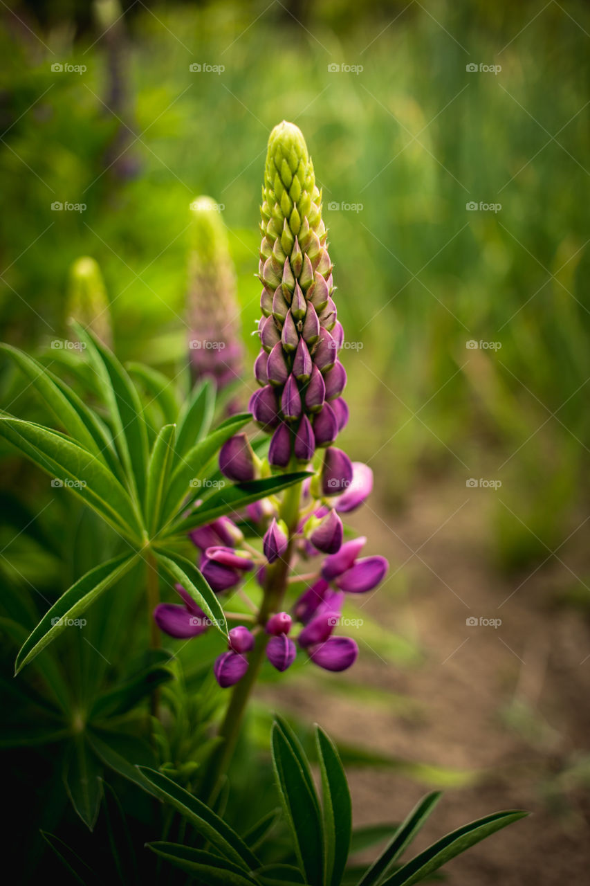 purple lupin