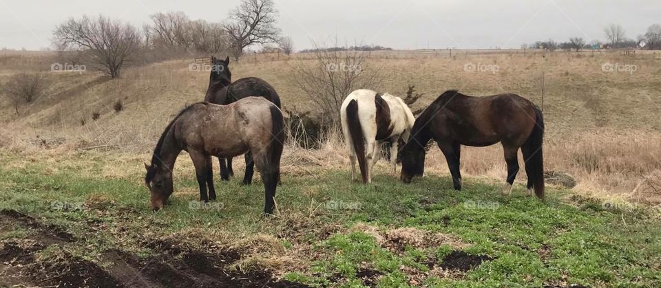 Horses grazing in field in Iowa 