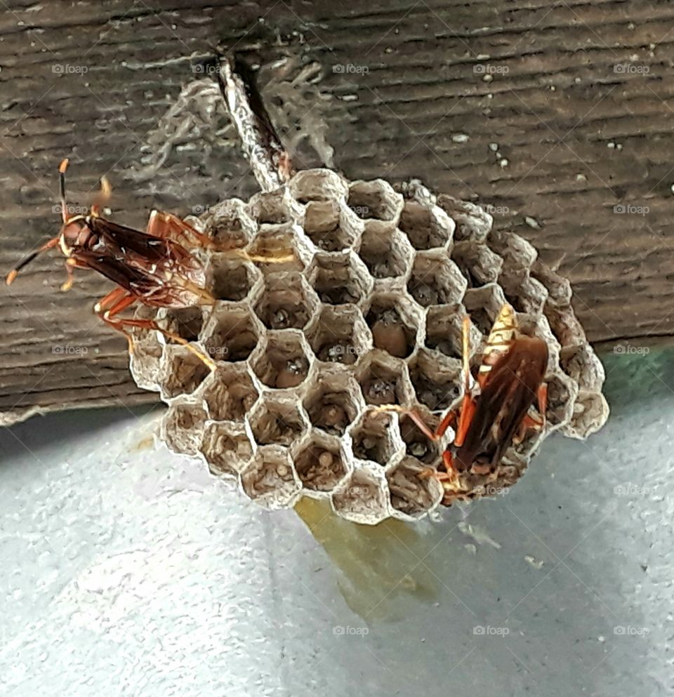 Bees  working