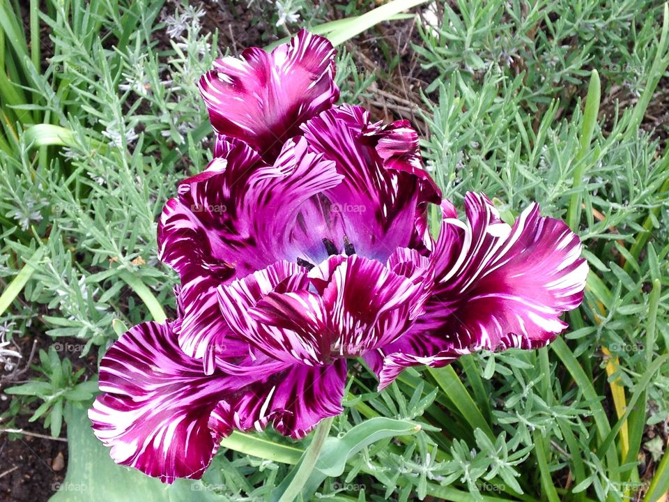 Tulip. Holland park London