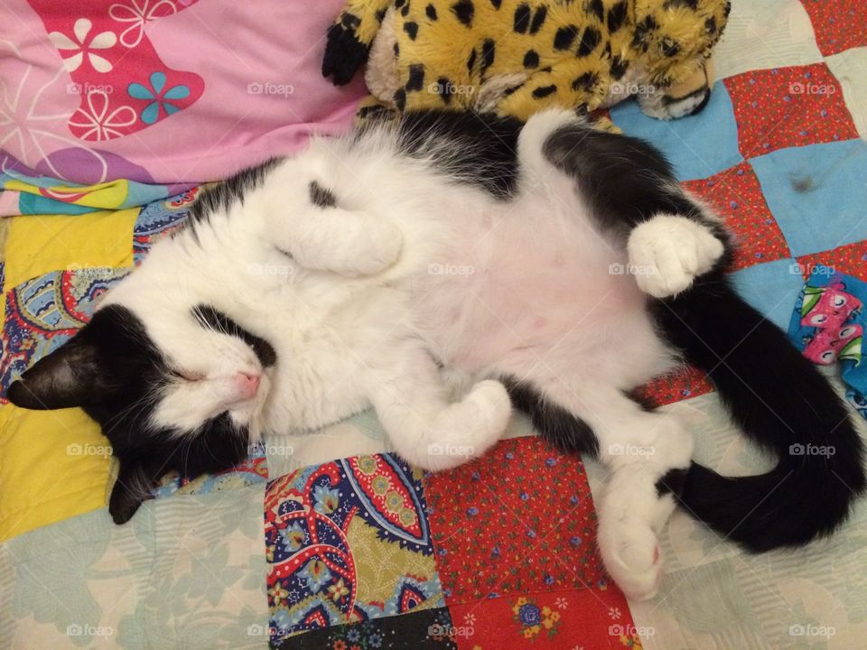 Happy kitty belly