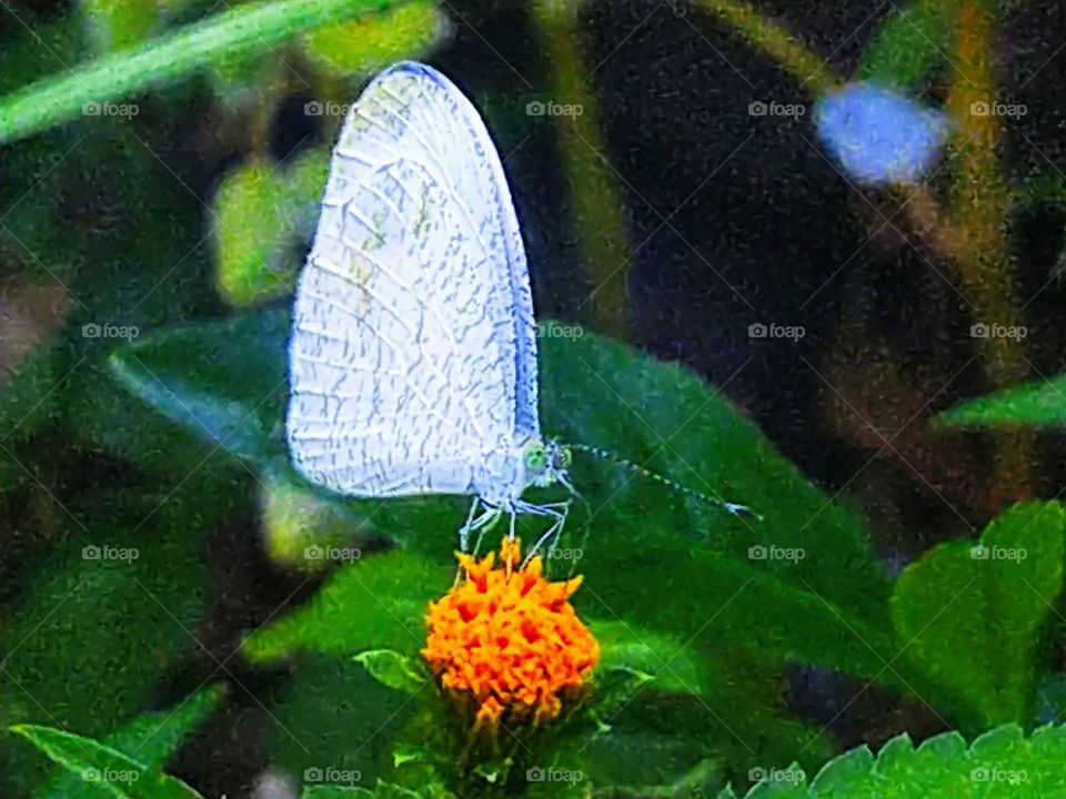 A beautiful white butterfly perched on a flower.