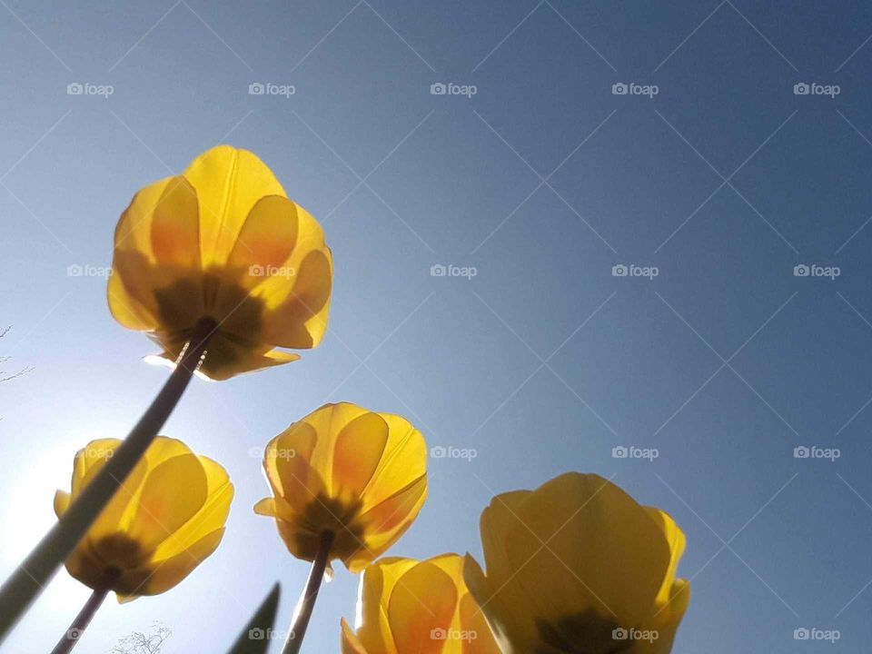 vibrant yellow tulips against blue sky