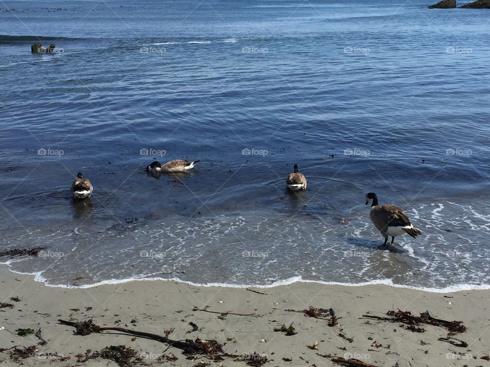 Geese at the Beach 10. Taken in Big Sur