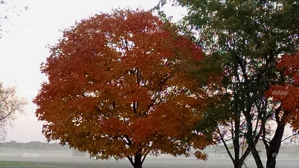 Tree, Landscape, Fall, Leaf, Season
