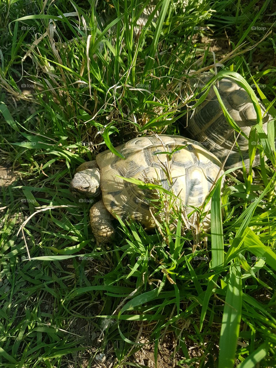 Turtles in the grass of a garden in springtime