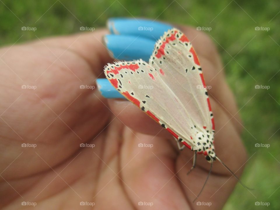 Utetheisa ornatrix/Bella moth