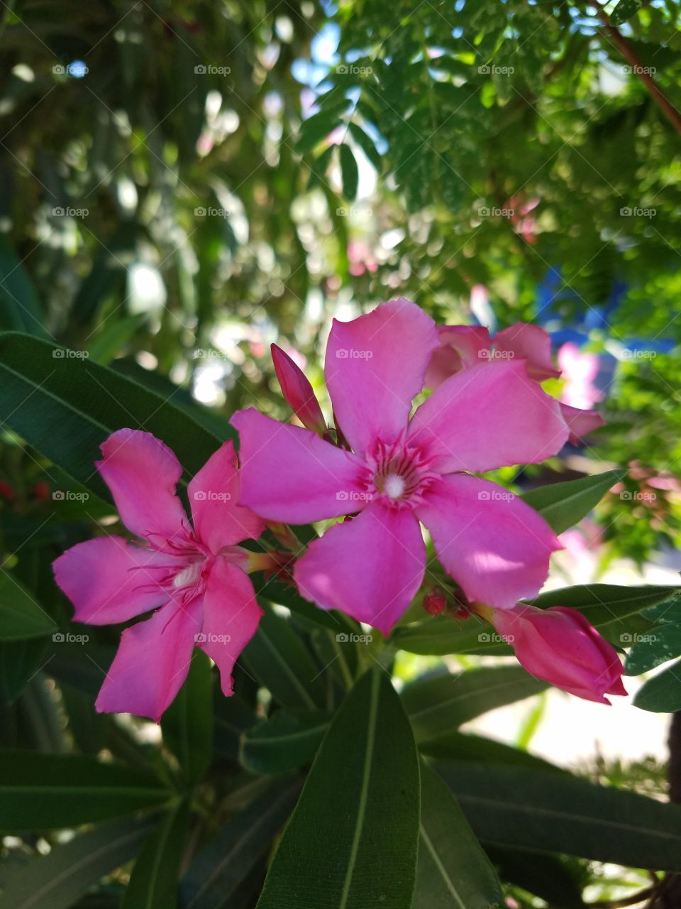 nature's beauty in pink