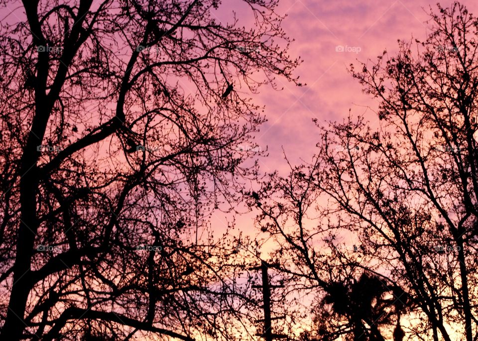 Sunset behind the trees