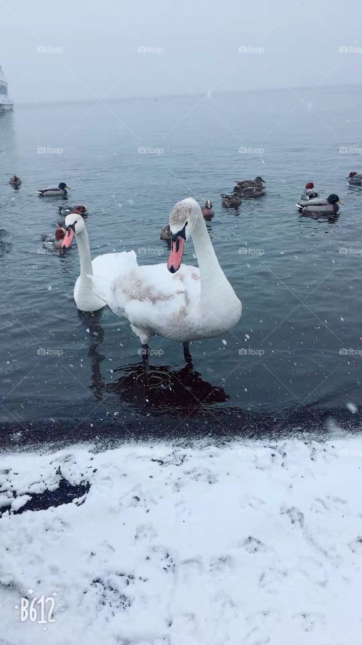 white swan in the lake