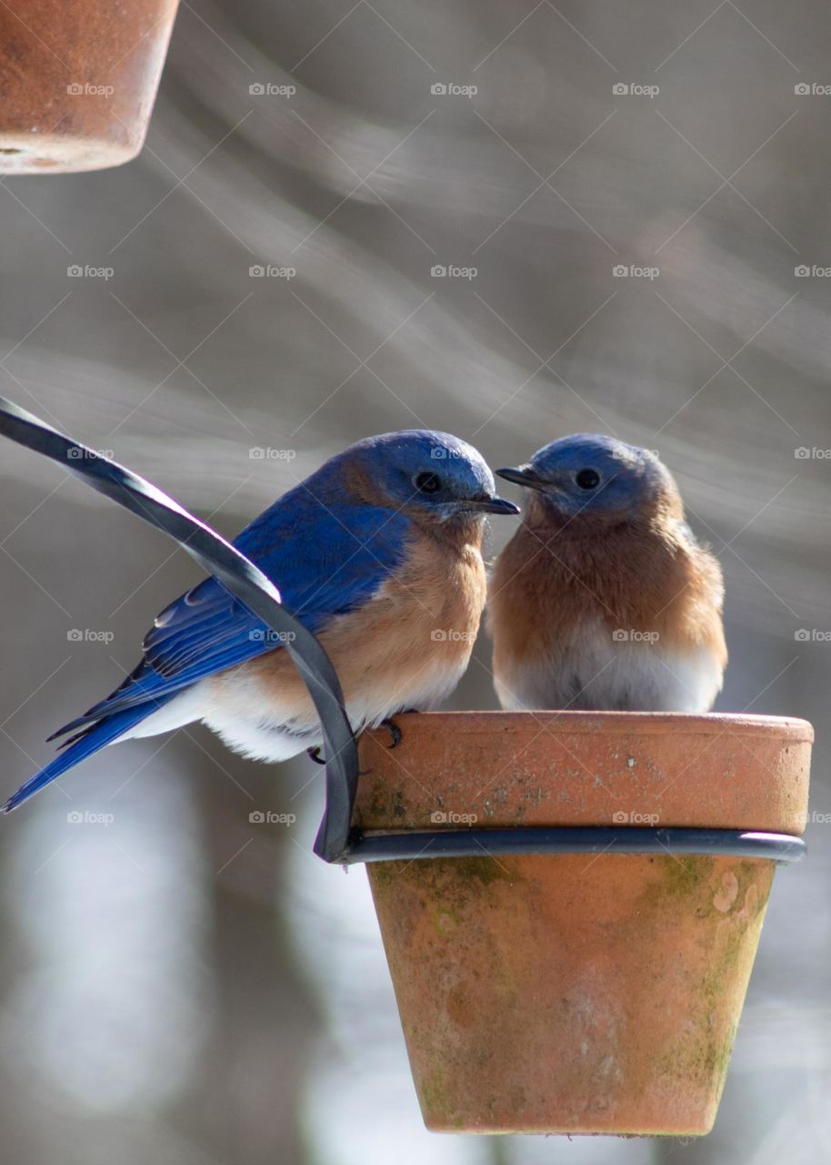 Bluebird gaze; Close up of Two Eastern Bluebirds on a terracotta pot