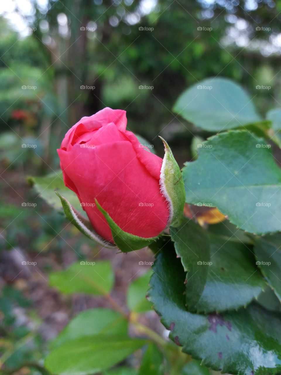 bunga ros pink
