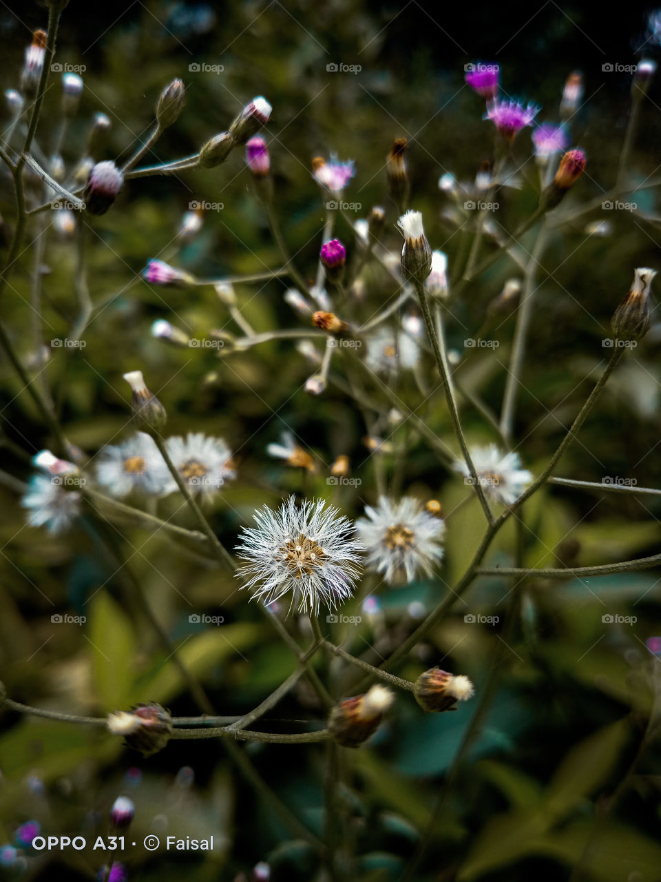 isn't it cool !!! ✨🌸