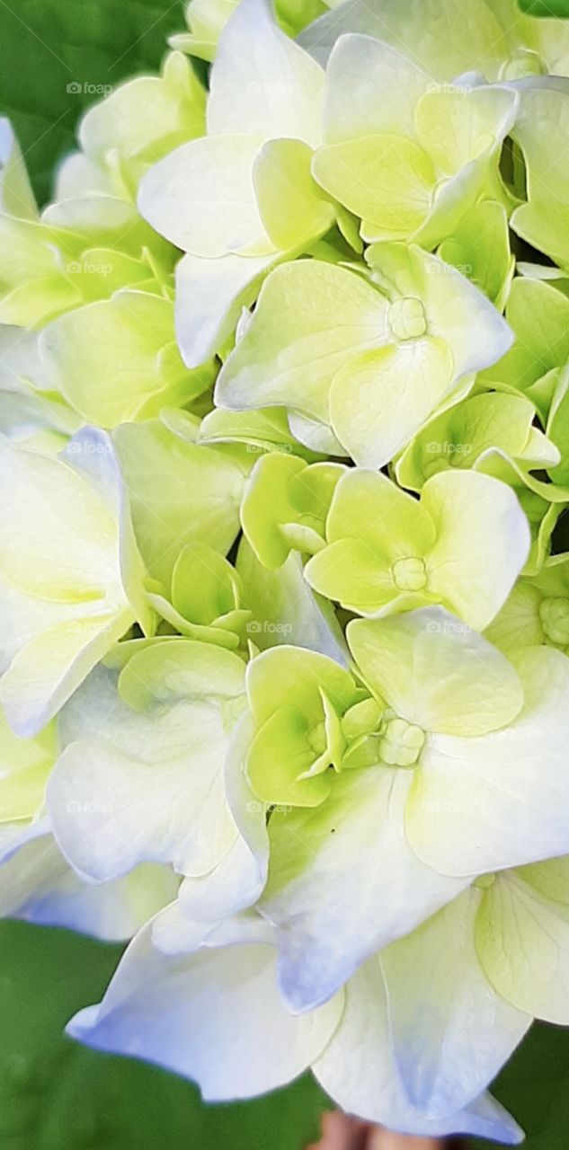 blue on the Hydrangeas is getting more prominent by the day.