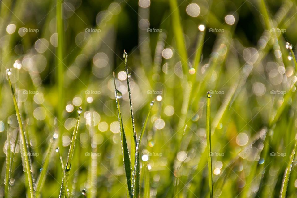 Dew Drops on a Grass