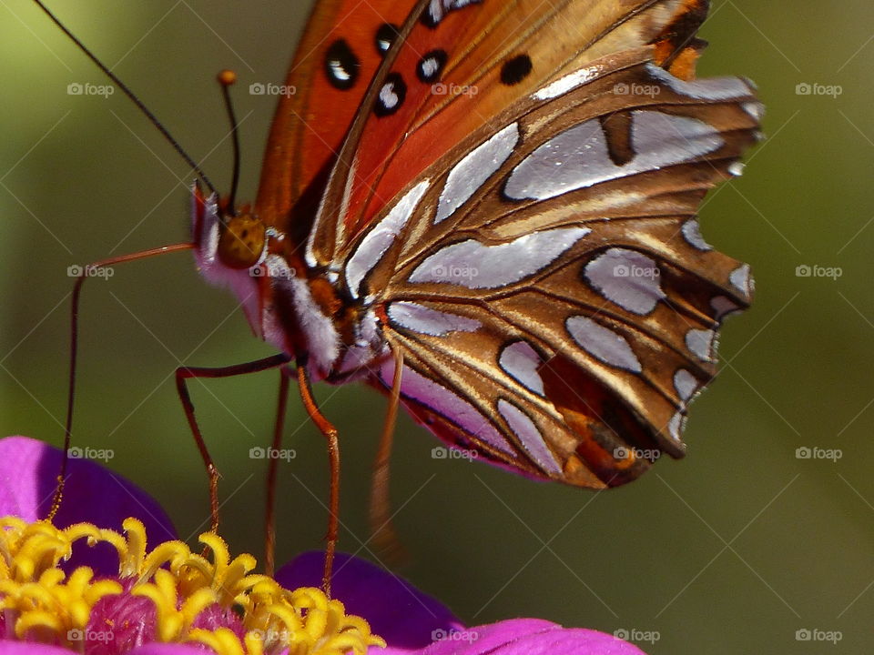 Close up butterfly on zinnia 