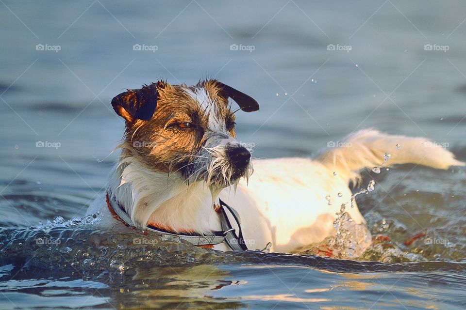 Close-up of wet dog in lake