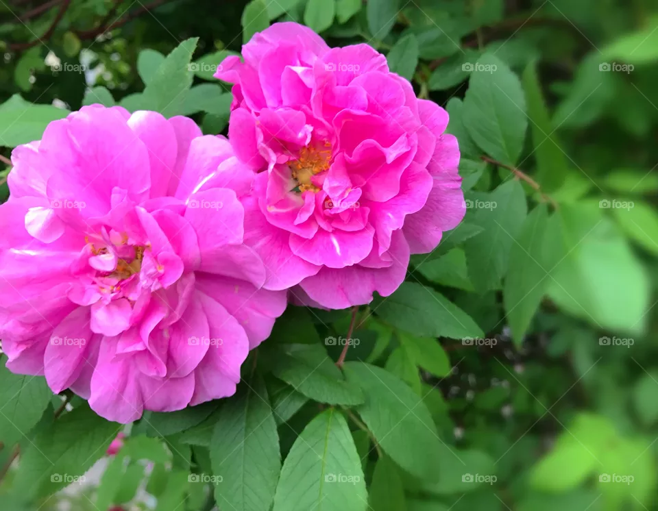 Roses