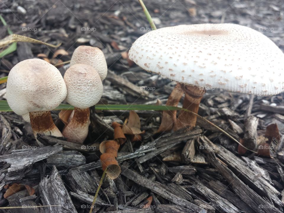 Mushroom Land