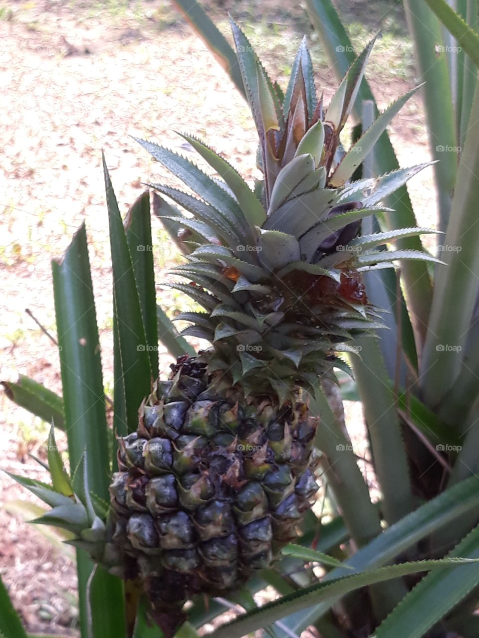 Pine apple fruit