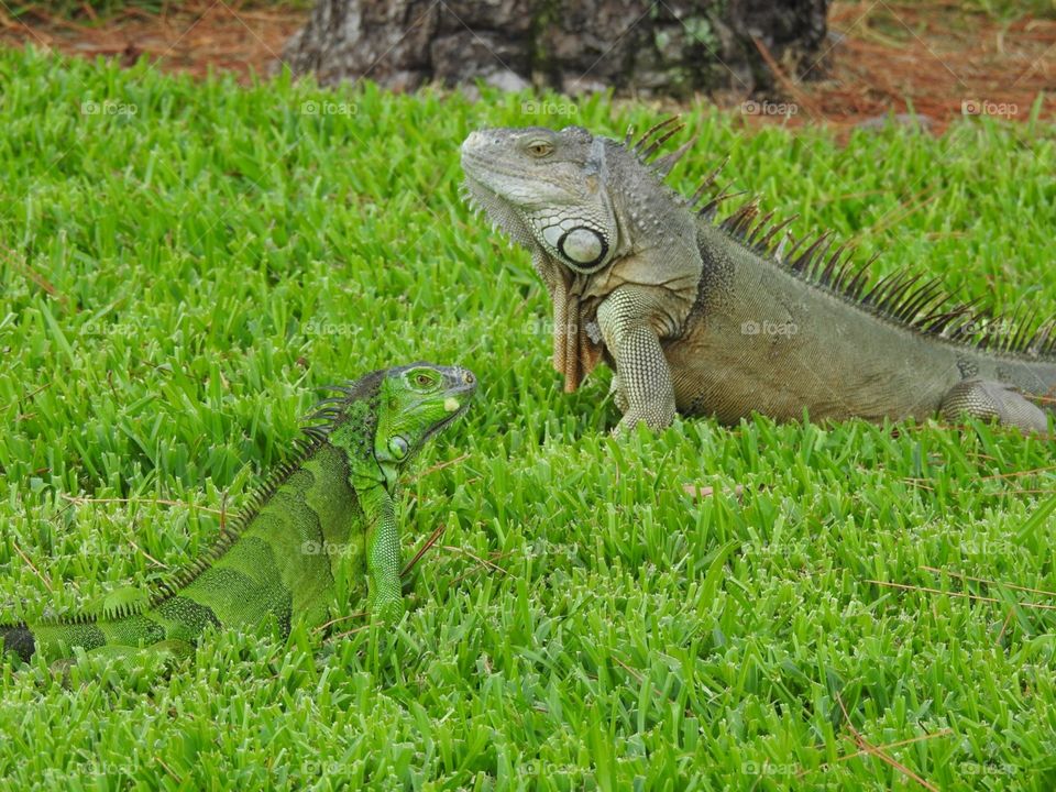 Adult and juvenile green iguana. South Florida 