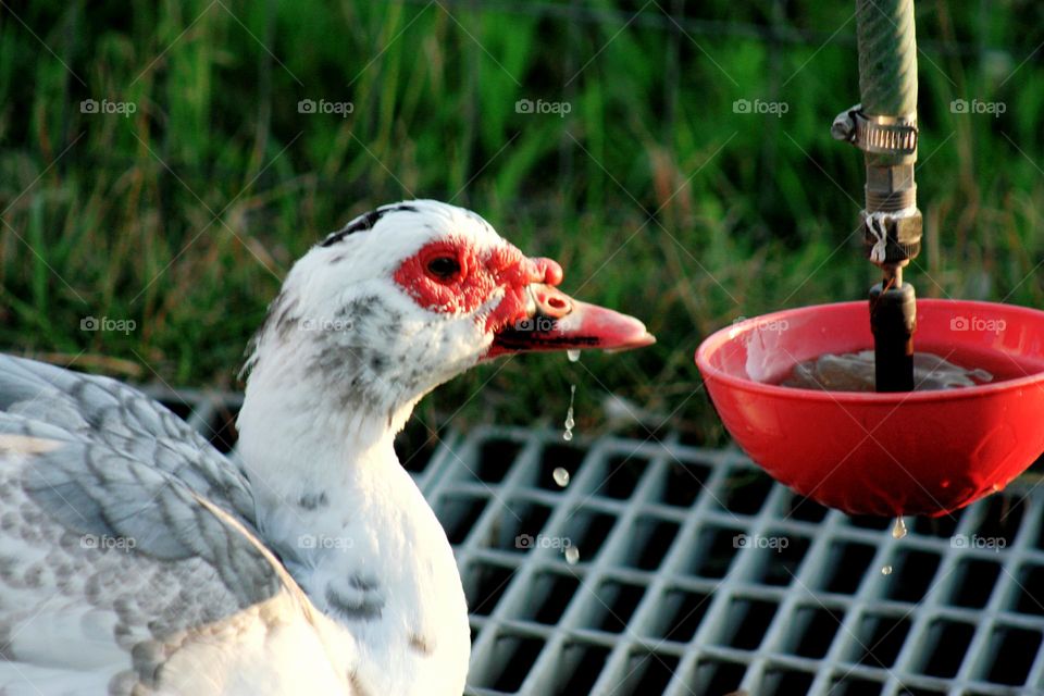 Duck drinking water