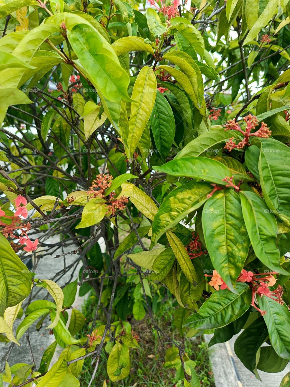 leaves of beautiful flower