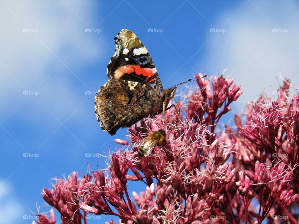 Red Admiral Butterfly on a pink bush with a blue sky background