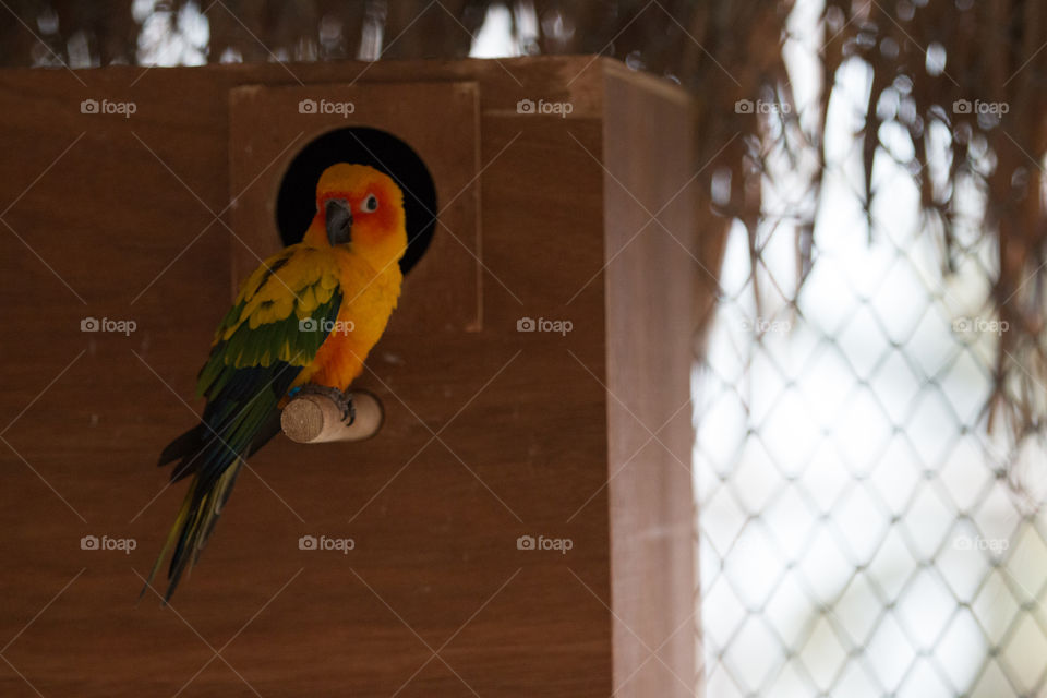 Bird, Wood, No Person, Parrot, One