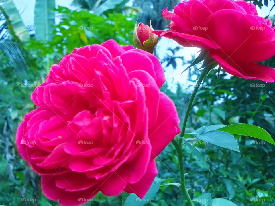 Flower 🌺
