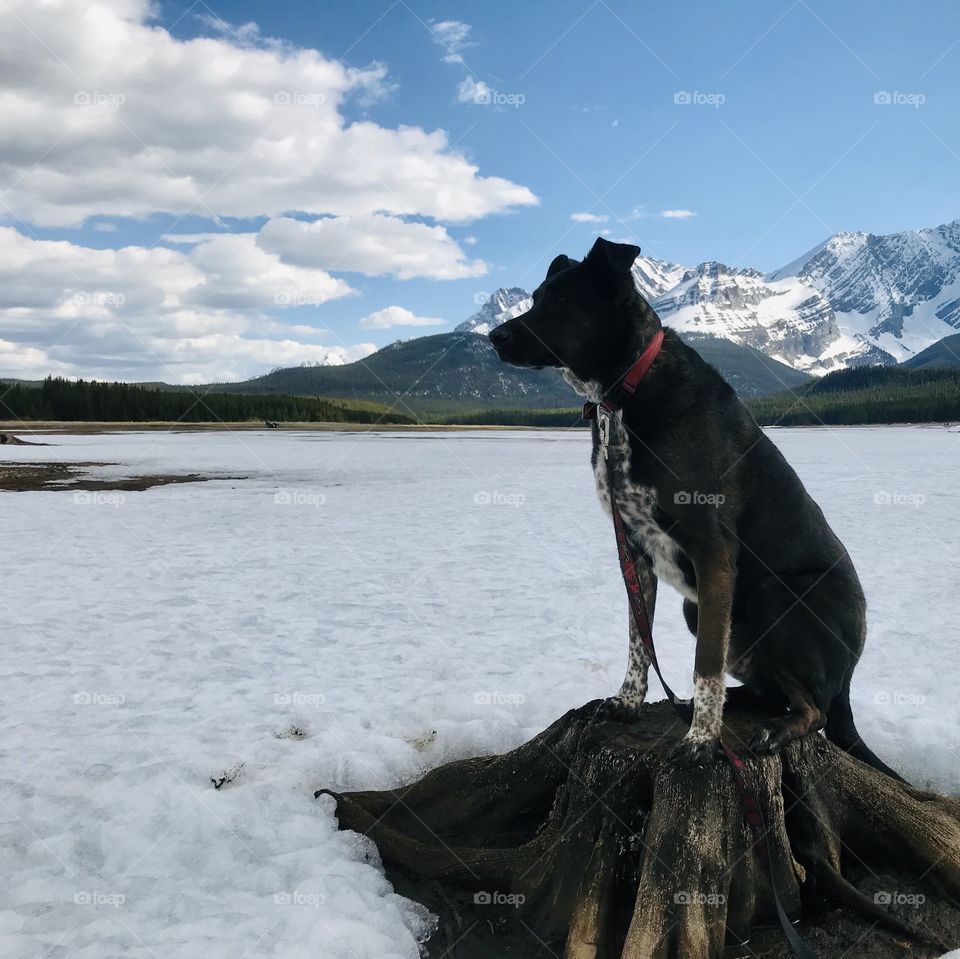 Dog in snowy mountain lake