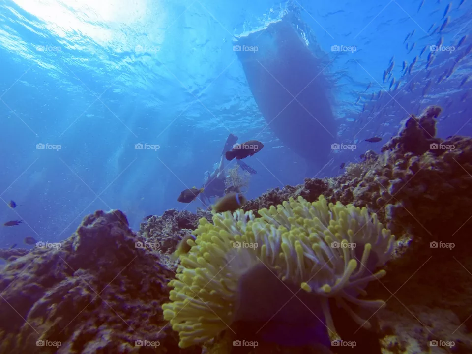 Dive