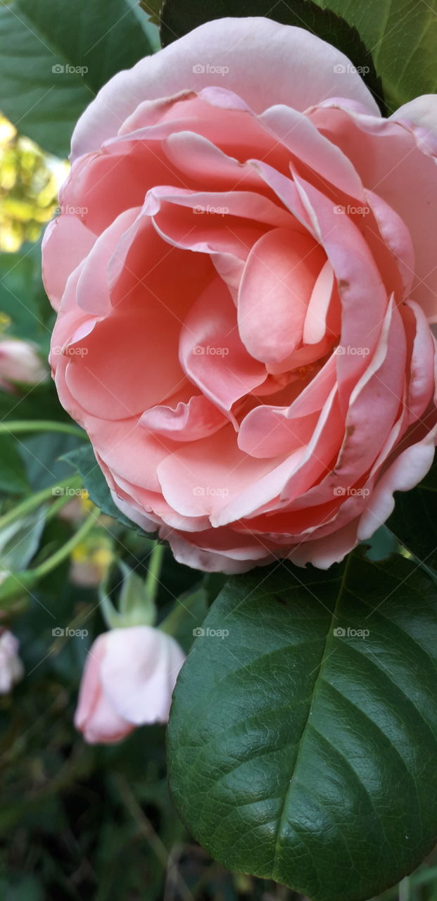 pink rose at sunrise