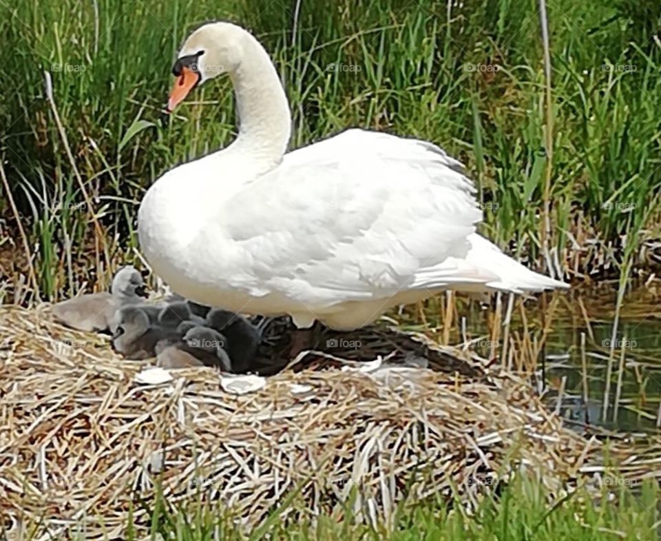 Swan on nest of  newly hatched cygnets. In the wild marshes of Kent uk