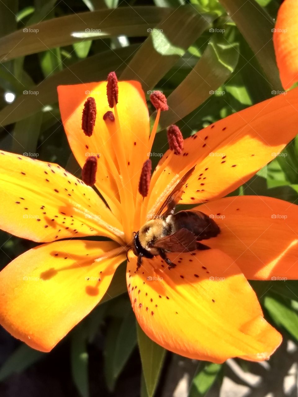A little bee visiting my lillies