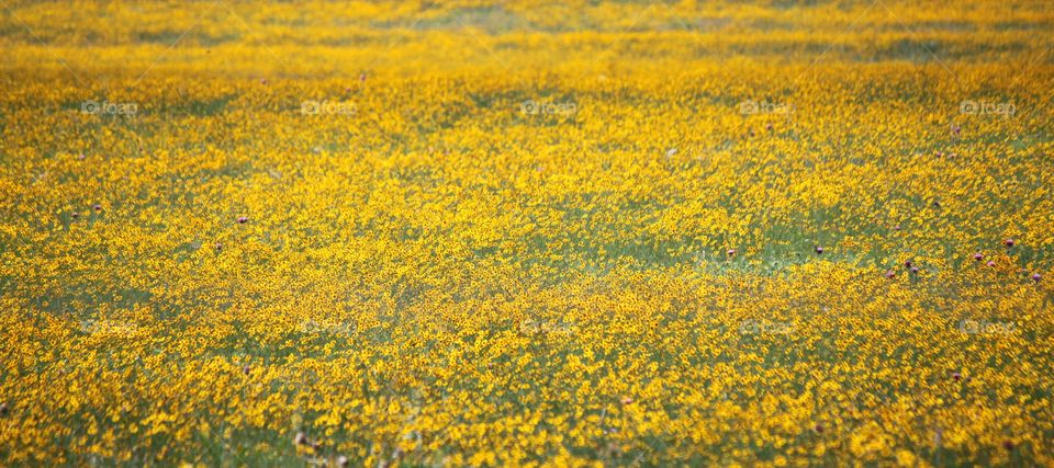 A canolA field in northern Oklahoma 