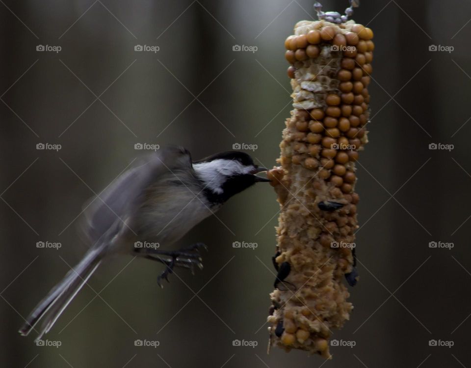 Chickadee’s in-flight snack