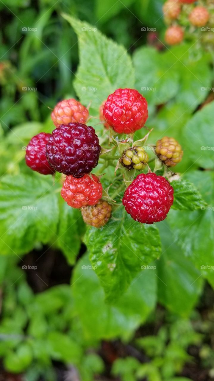 Close-up of berries on plant