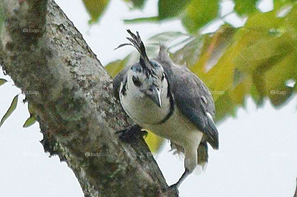 A magpie in Costa Rica
