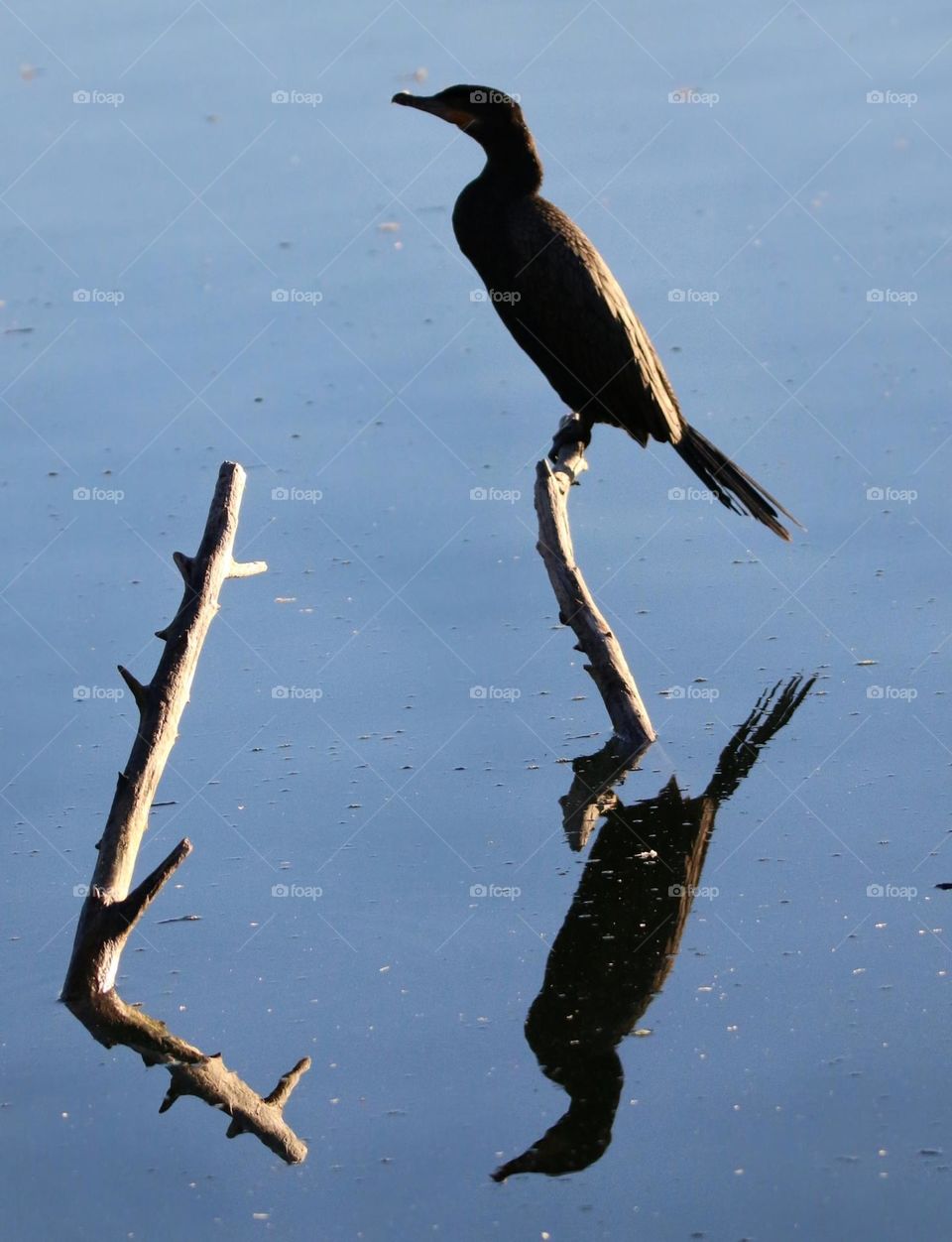 Cormorant Reflected in Still Water