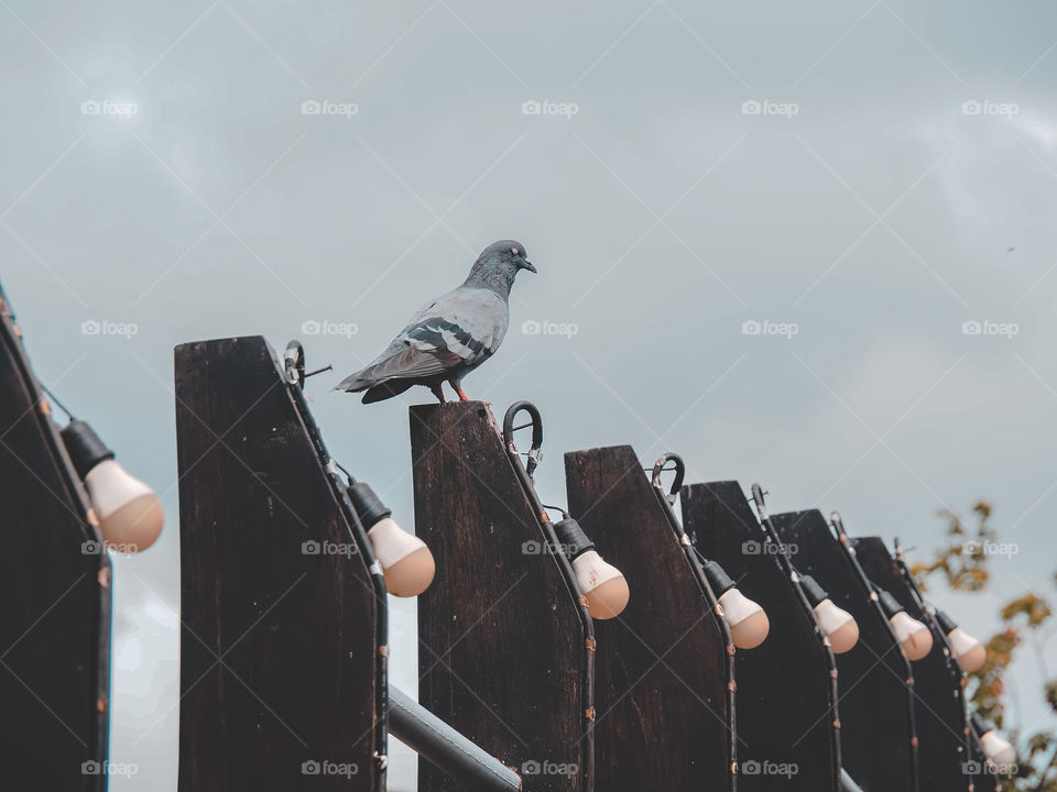 The bird sit on a wooden pole.