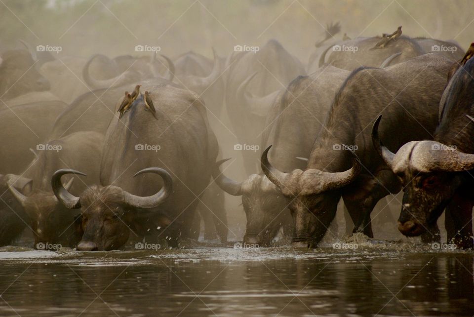 A herd of buffalo drinking water from the watering hole 