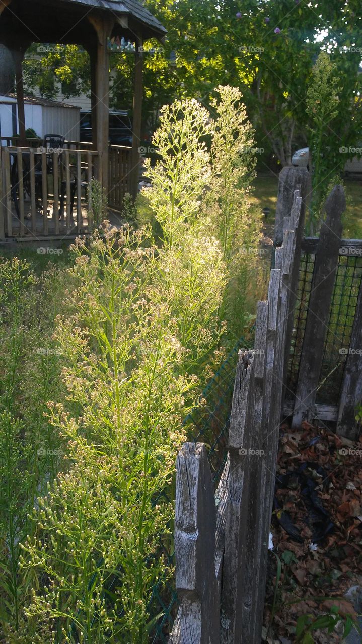 Wood, No Person, Tree, Nature, Fence