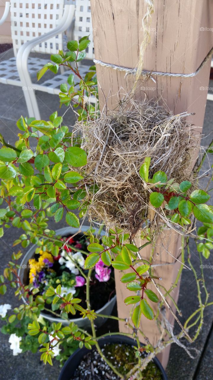 A Living Nest. I took this picture from my own backyard/patio.