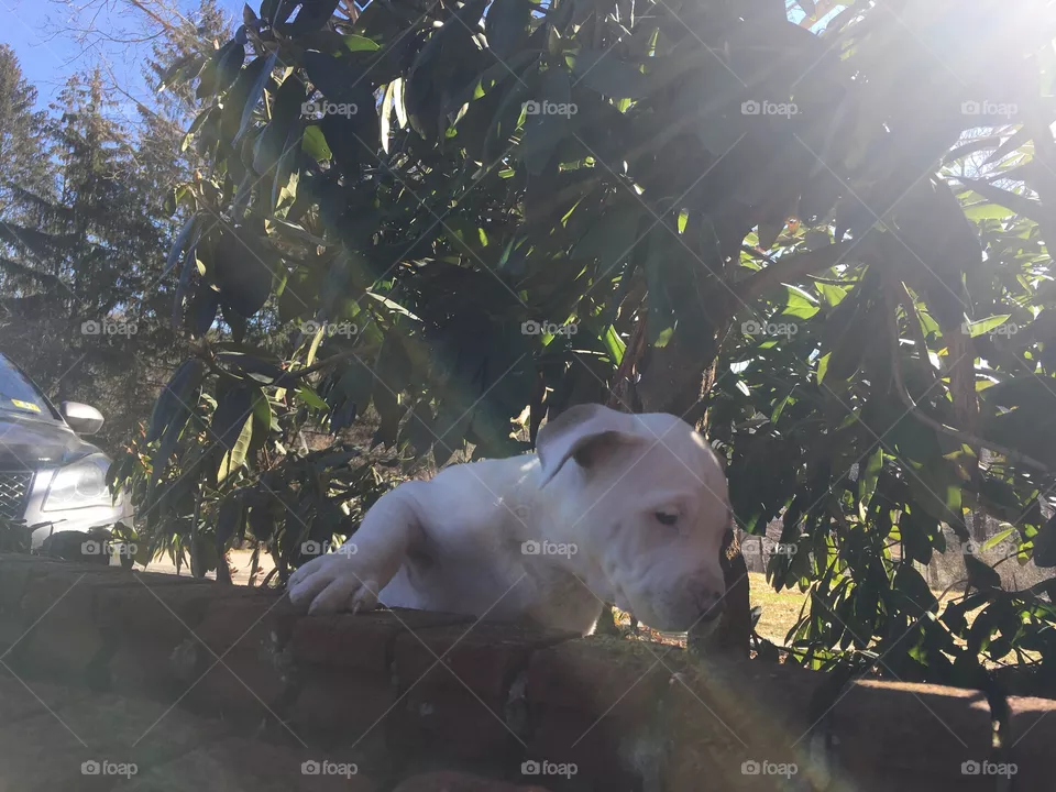 Cute dog