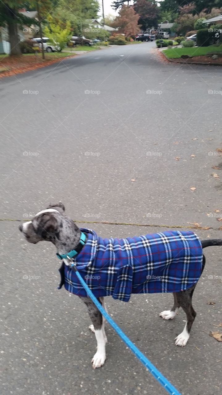 Dog walking in a cute sweater
