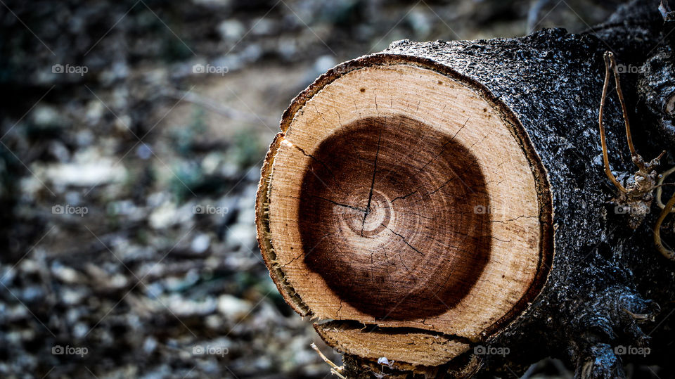 A sad story of tree that has been cutted #sphereshape #shape