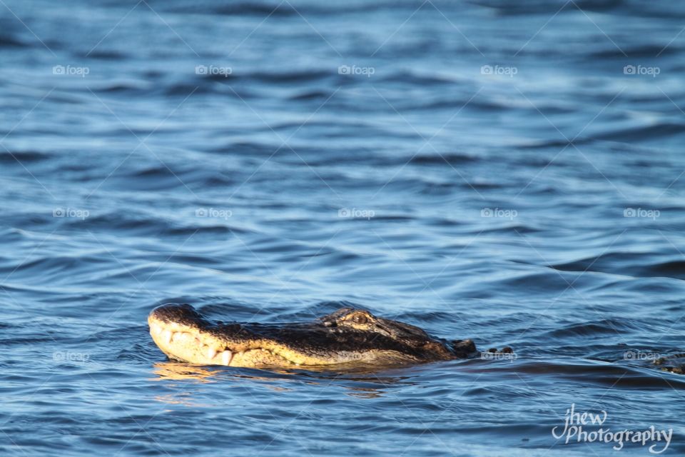 American Alligator