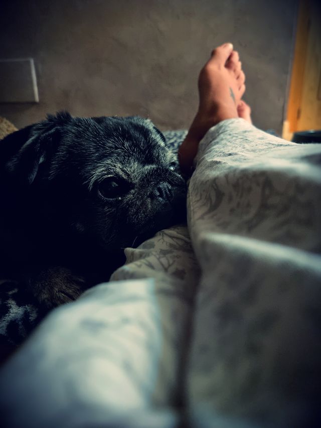 life with pets